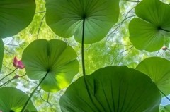 曼城曼联对决：英超焦点战世纪对决，决定格局